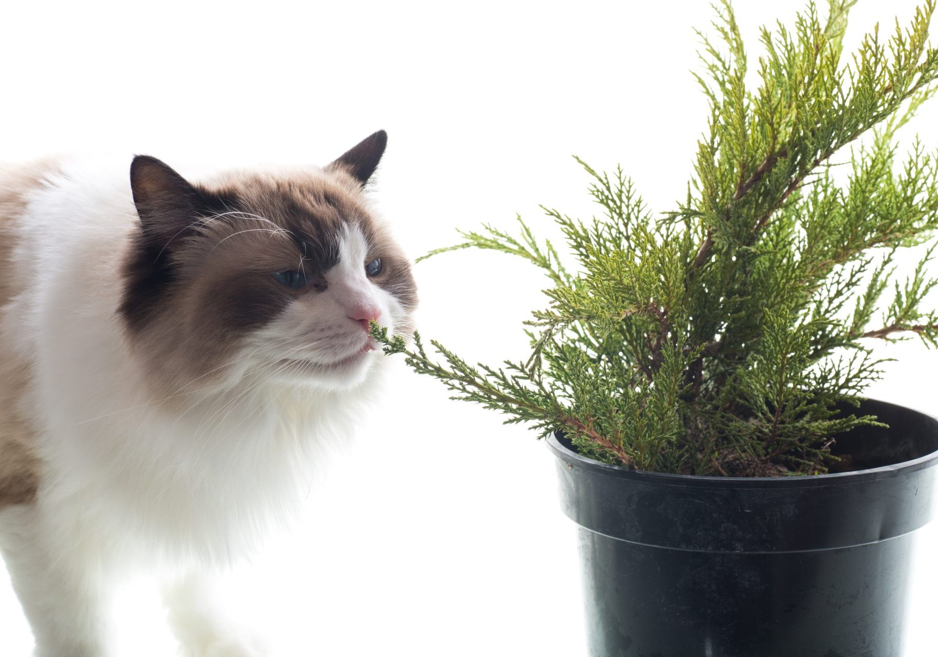 piante-velenose-per-gatti_cover gatto annusa pianta in vaso