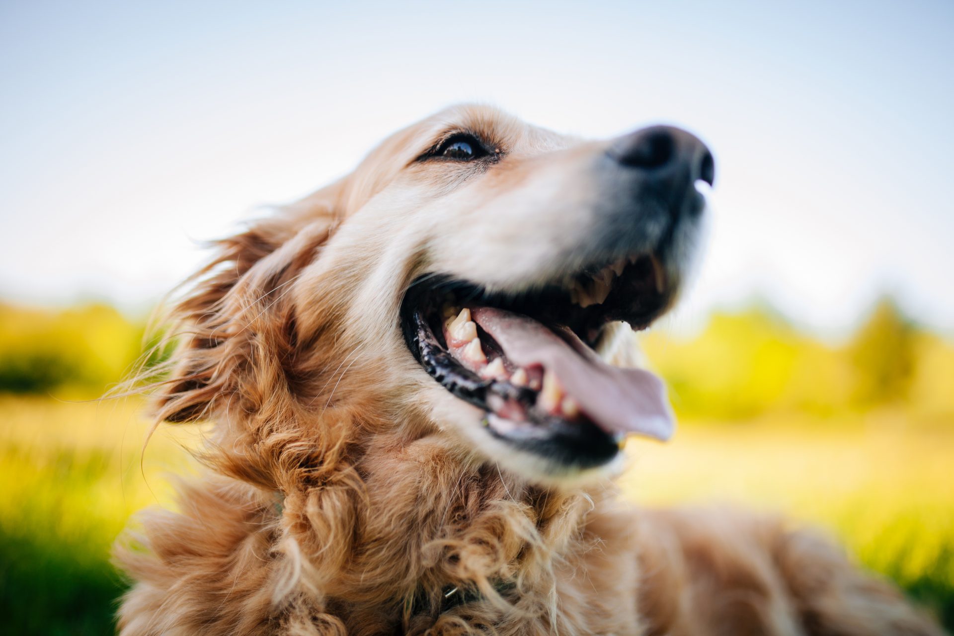 primo piano di cane con espressione felice