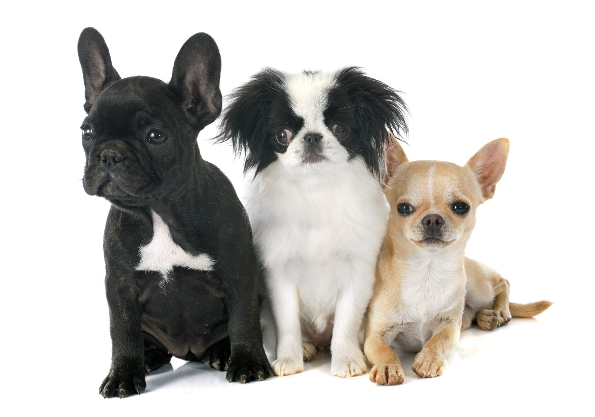 cani di razze brachicefale