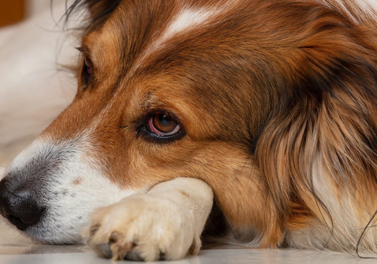 cane disteso con muso poggiato sulla zampa