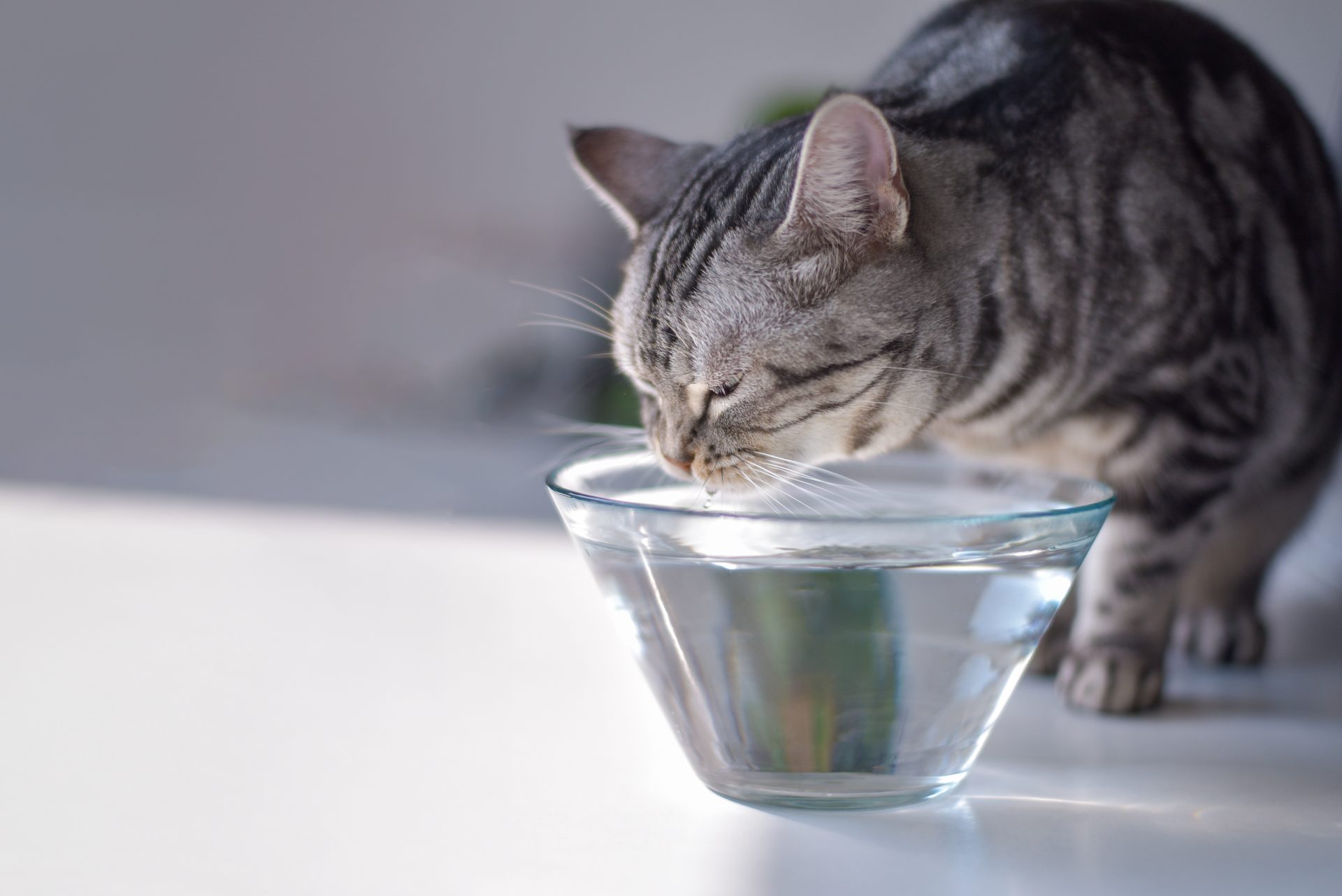 gatto che beve acqua da una ciotola