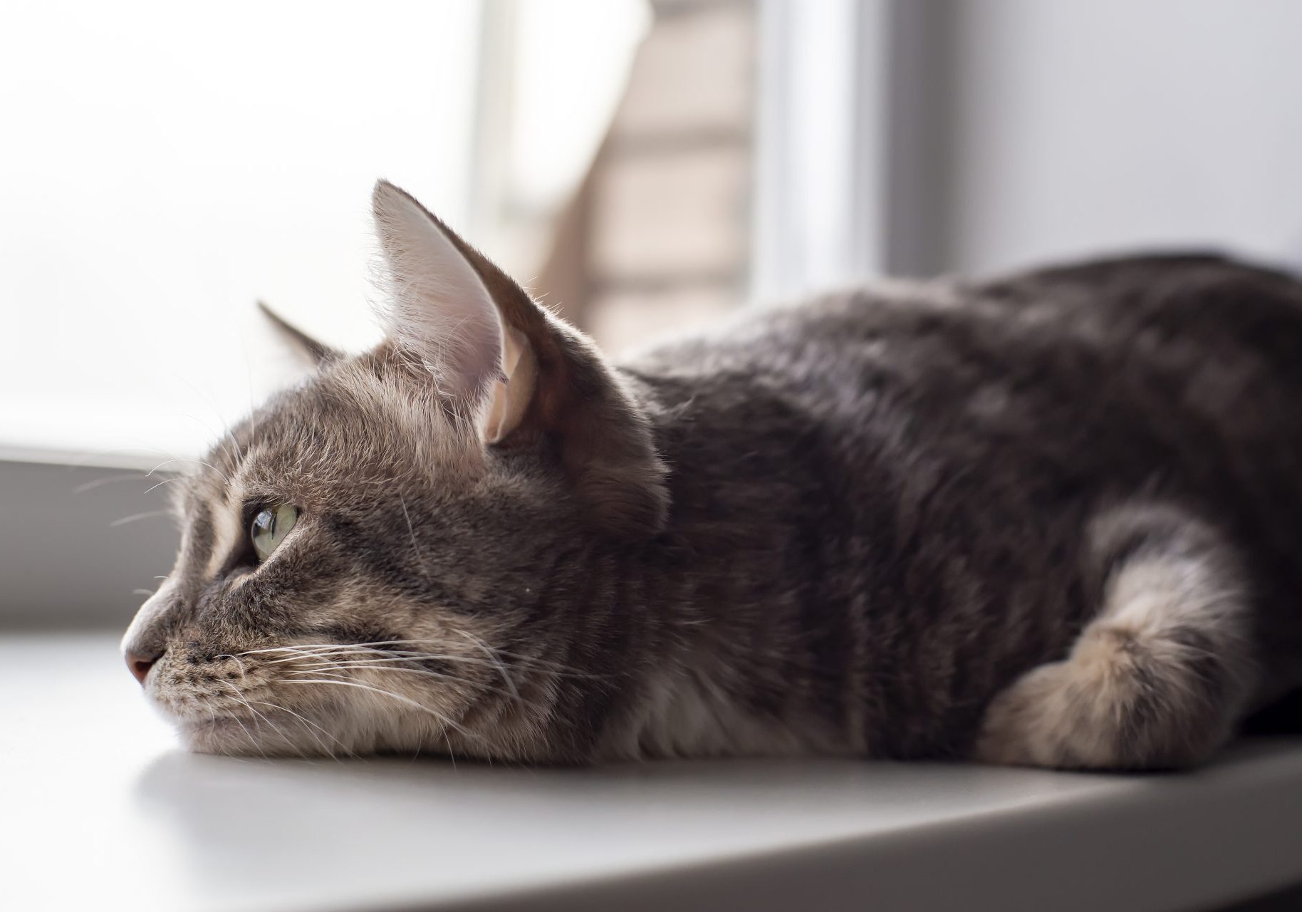 calcoli-renali-gatti_cover