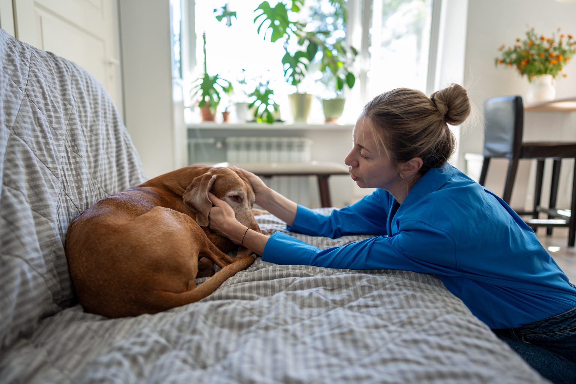 donna accarezza cane che sta male sul divano