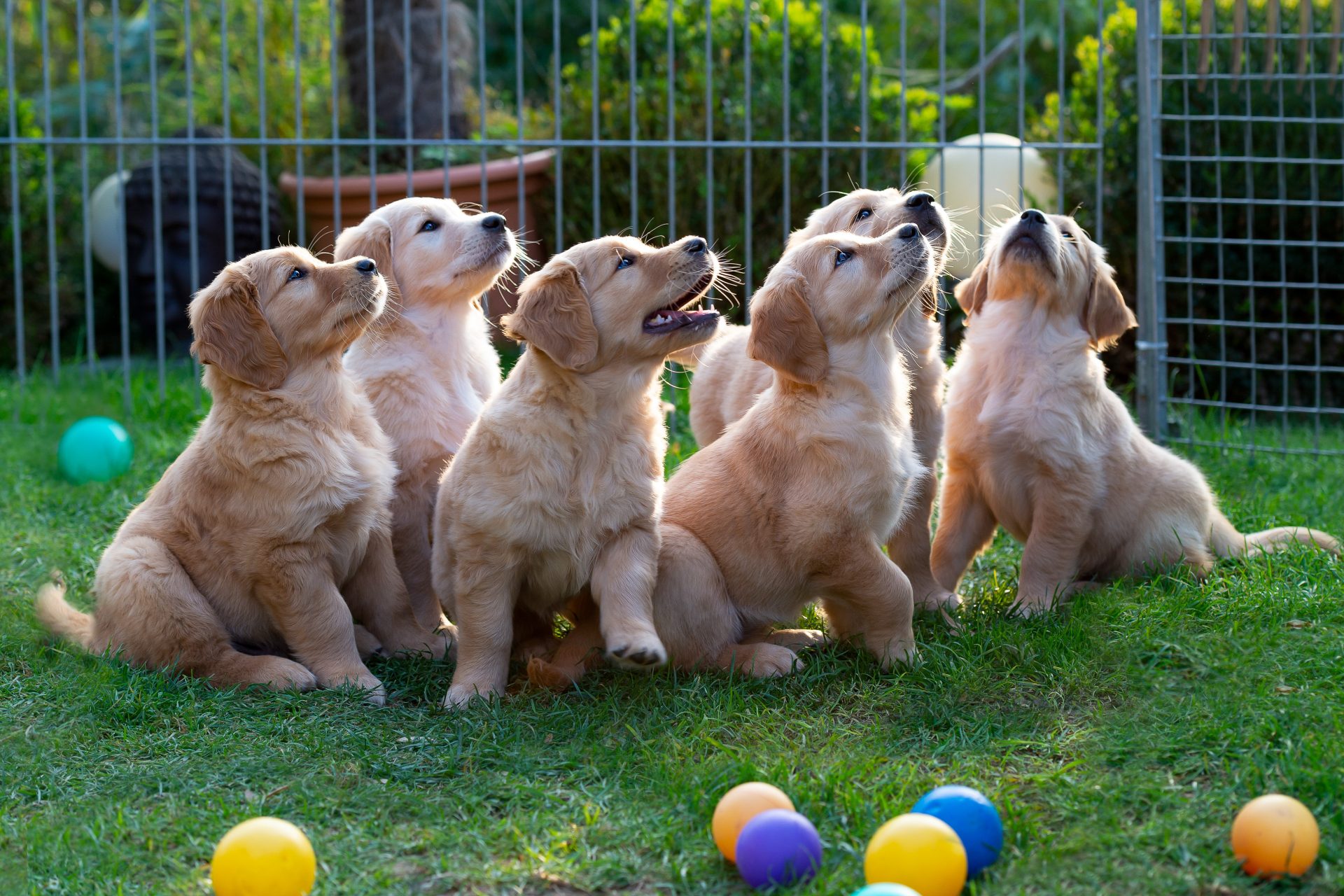 cuccioli di labrador in un prato