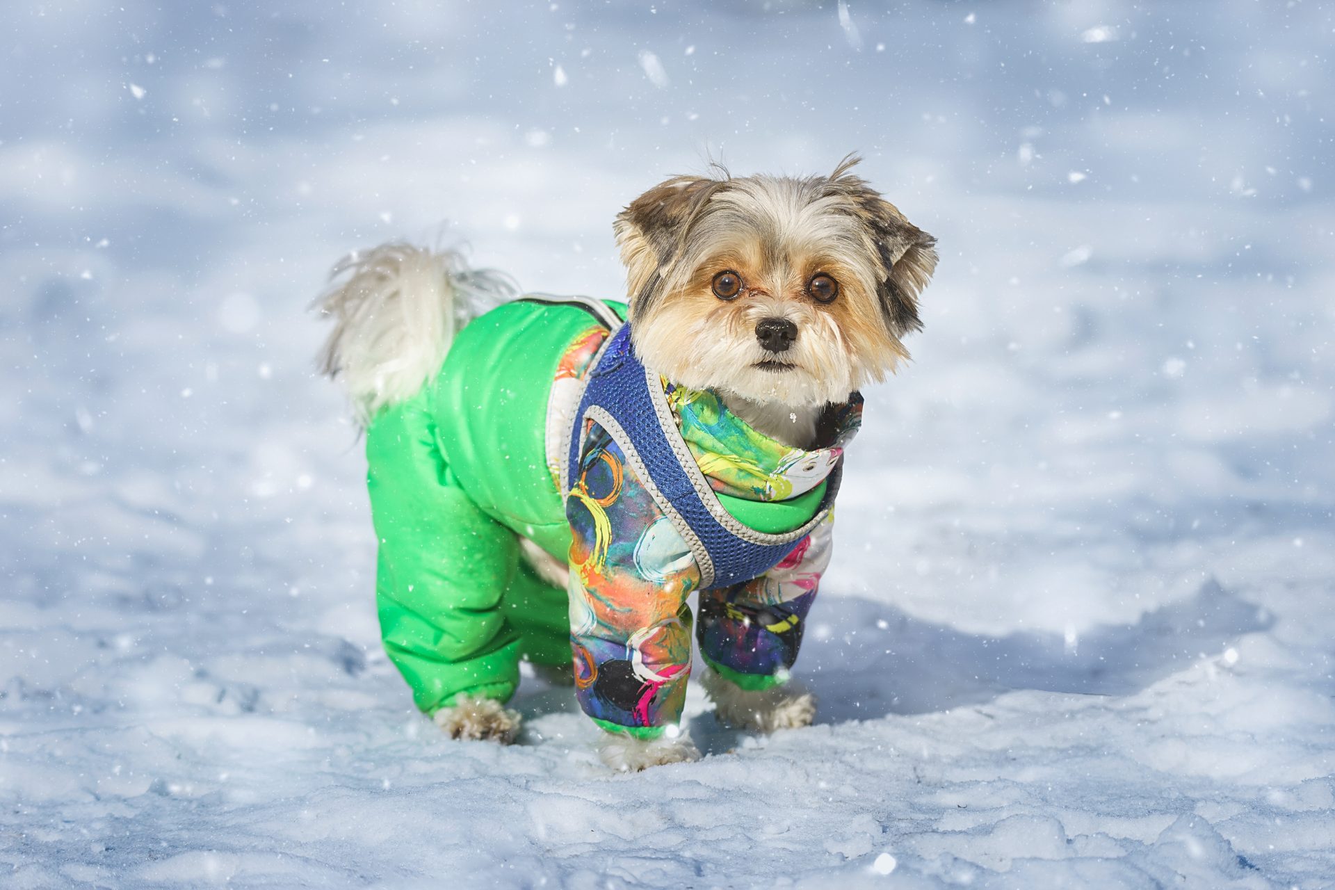 cagnolino con cappotto verde sulla neve