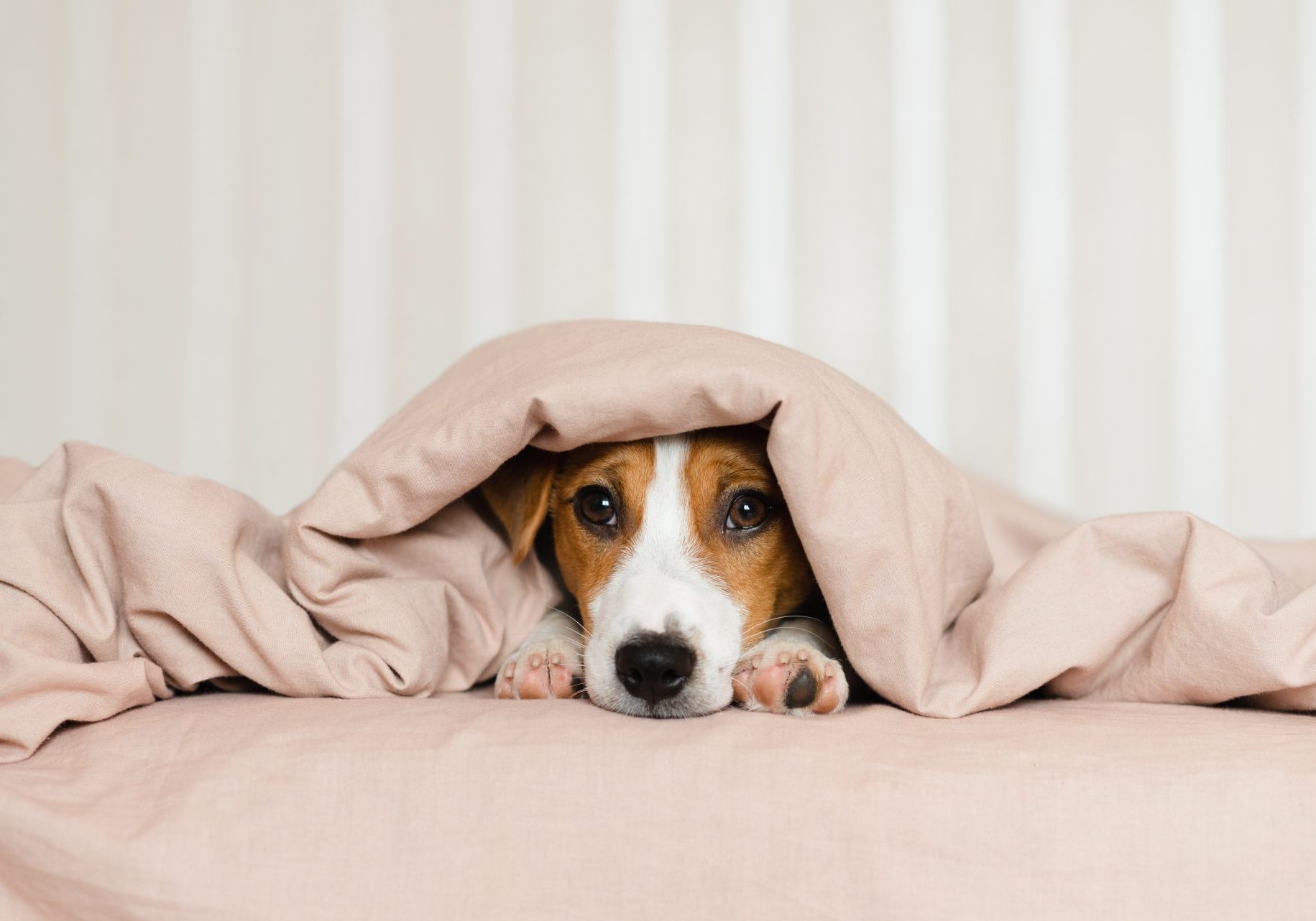 cane jack russell sotto le coperte