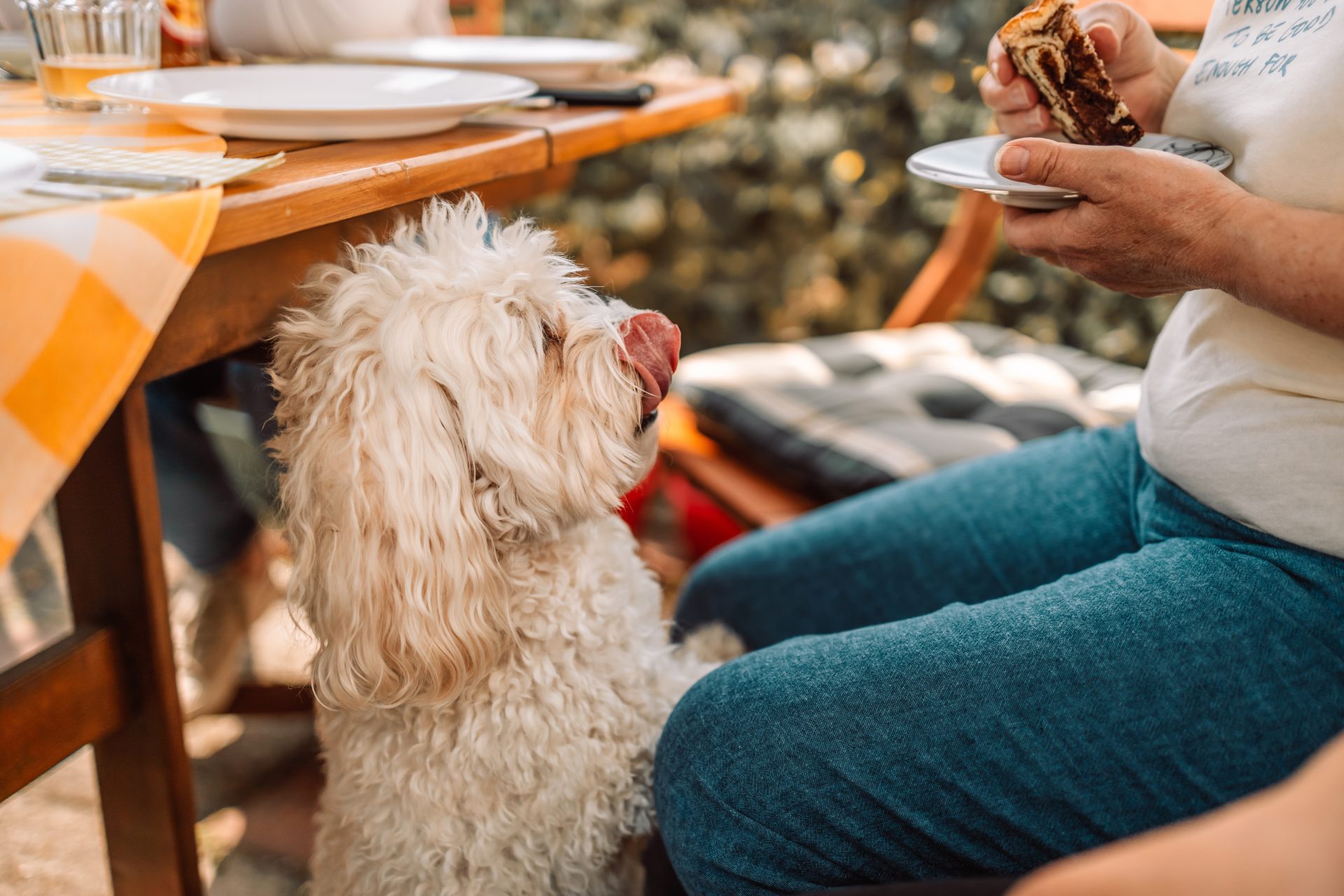 cane cerca cibo sotto tavolo