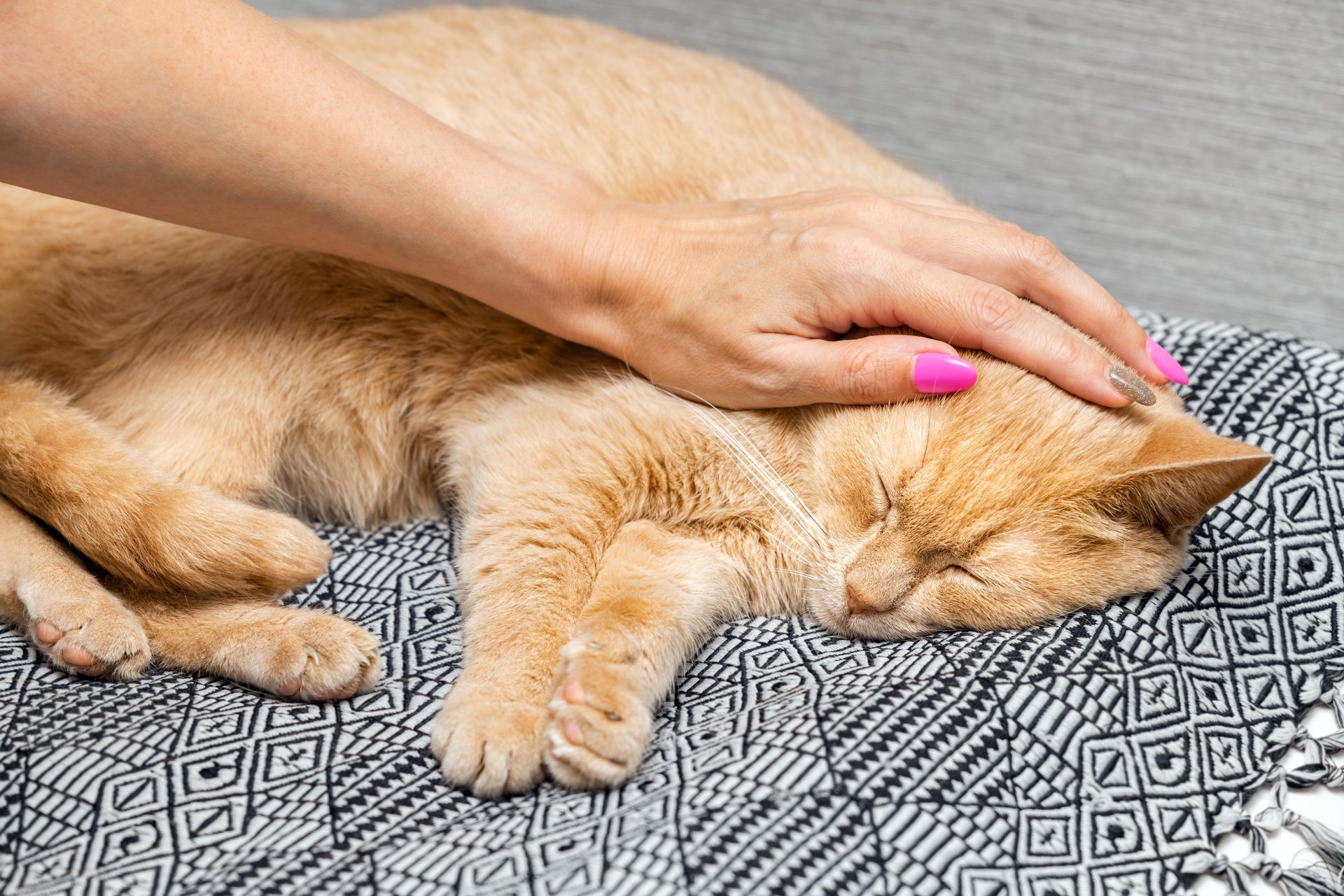 mano accarezza gatto rosso che dorme