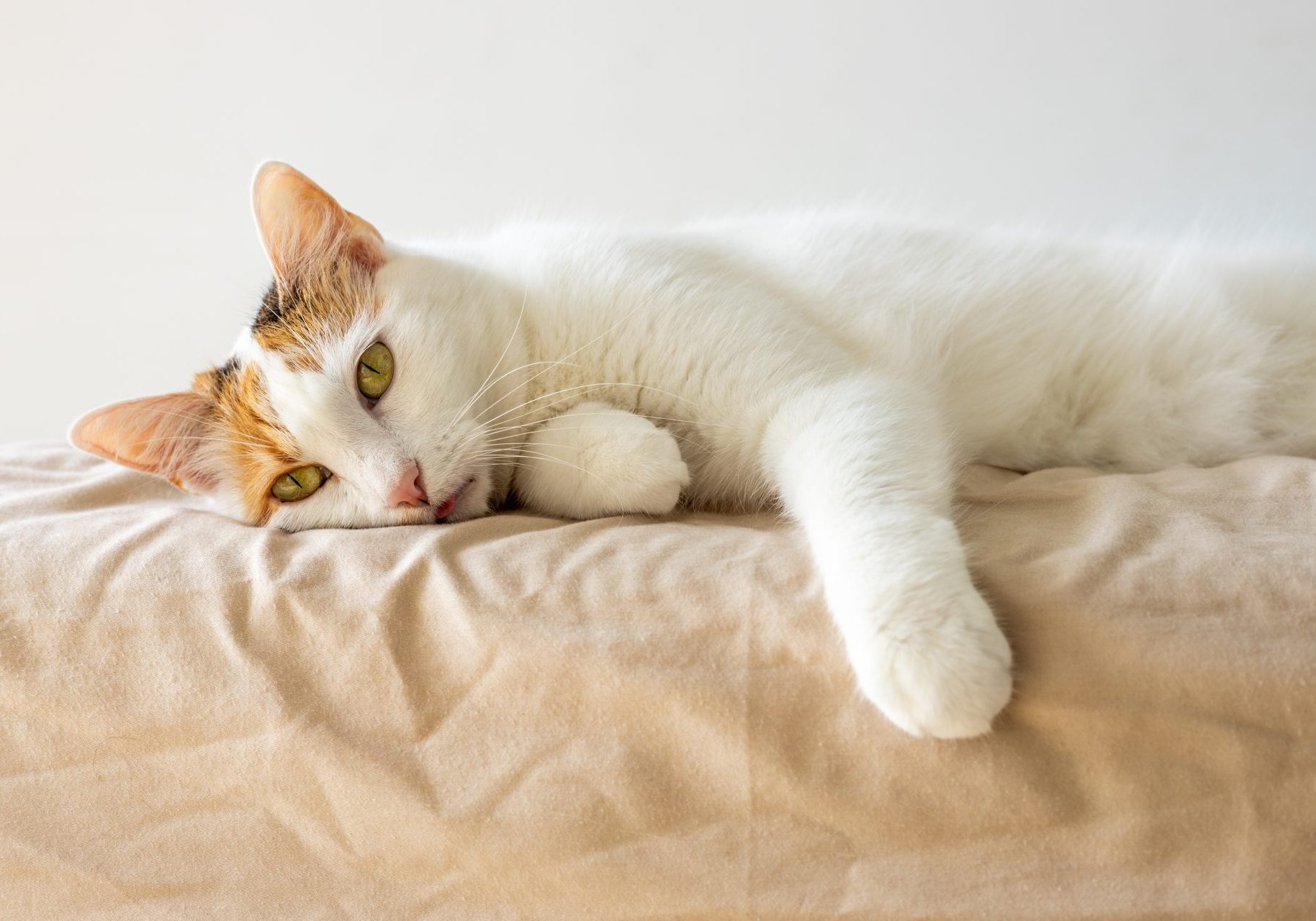 gatto triste sdraiato