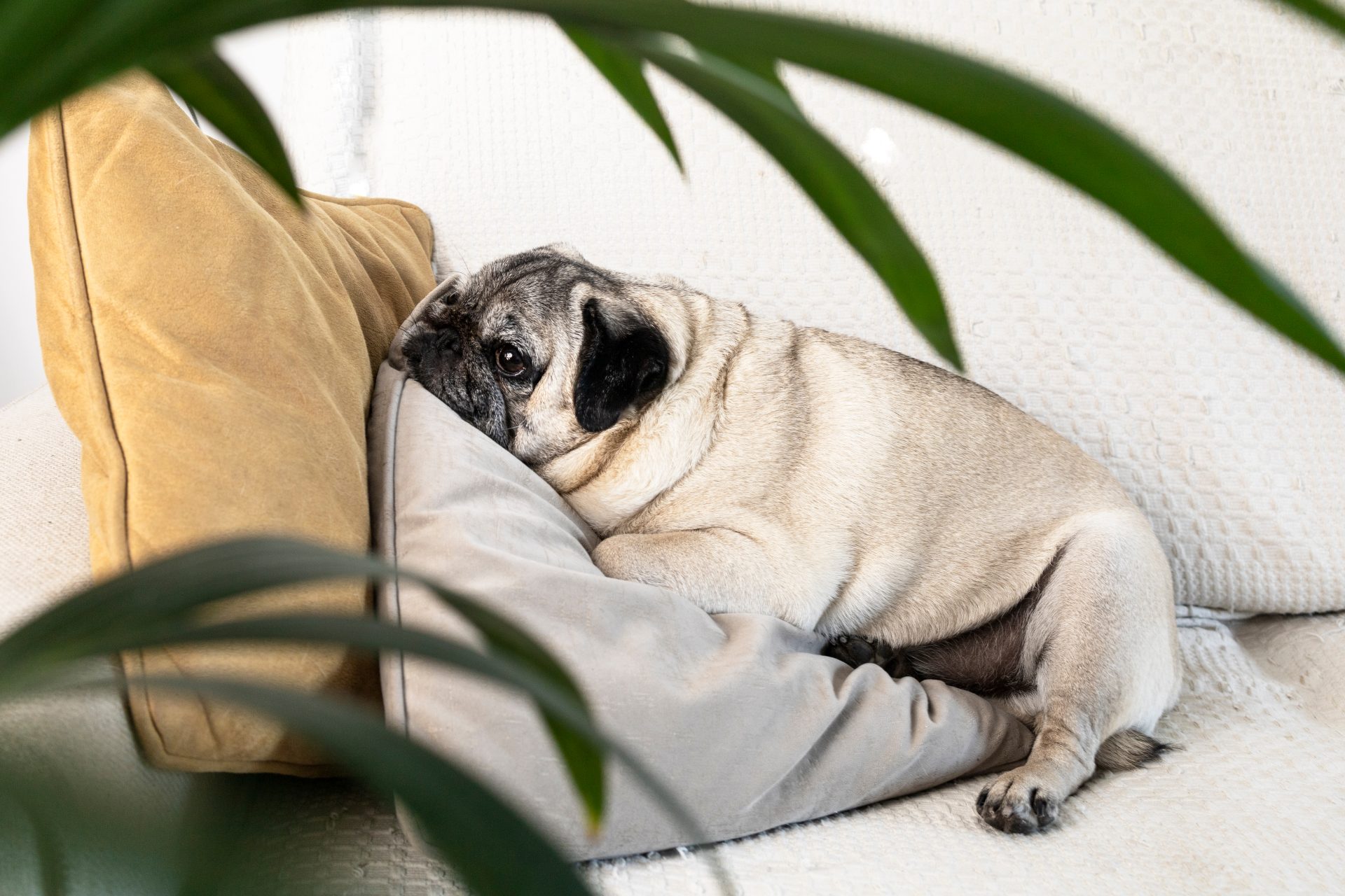 bulldog disteso su divano