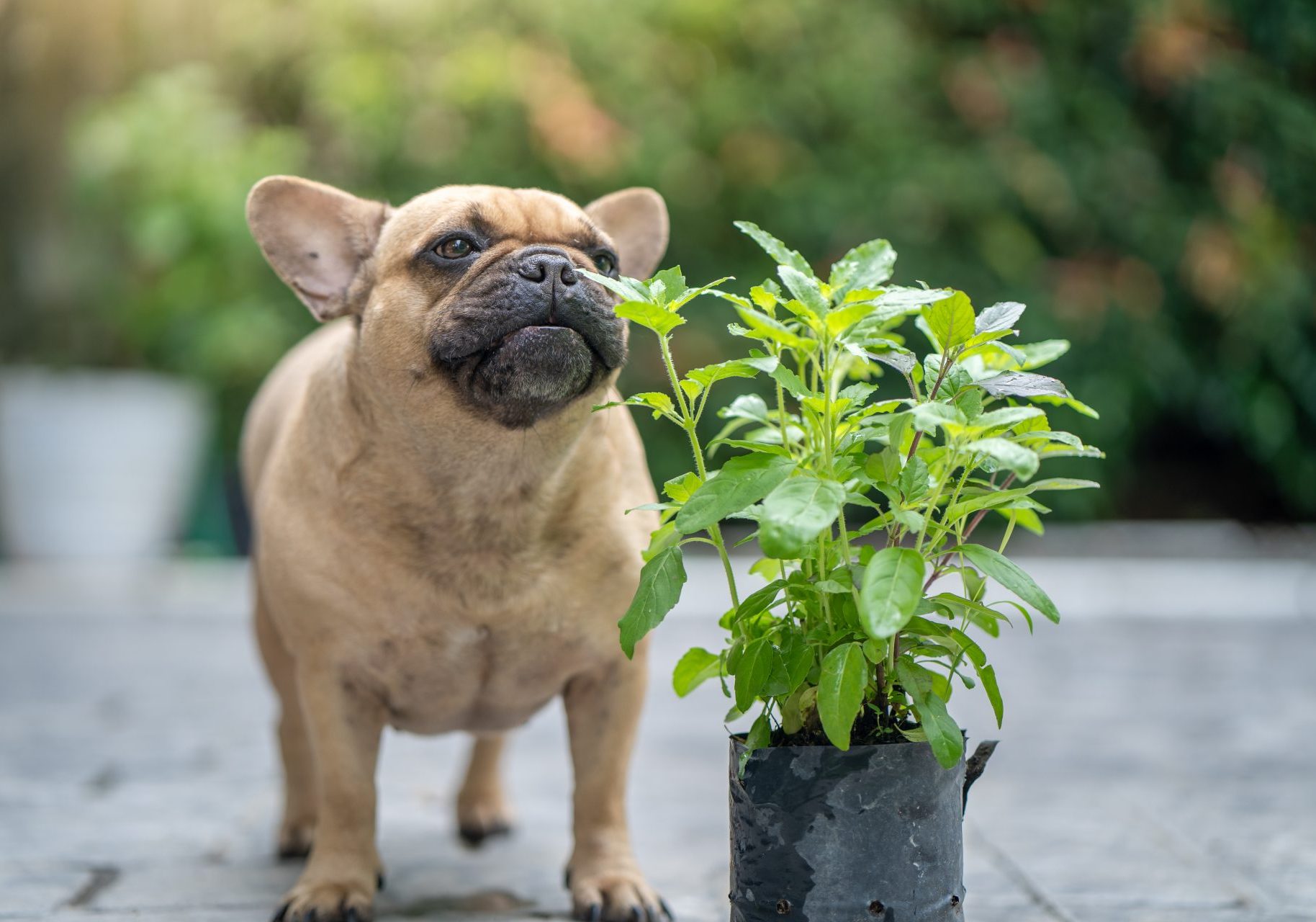 bulldog annusa pianta