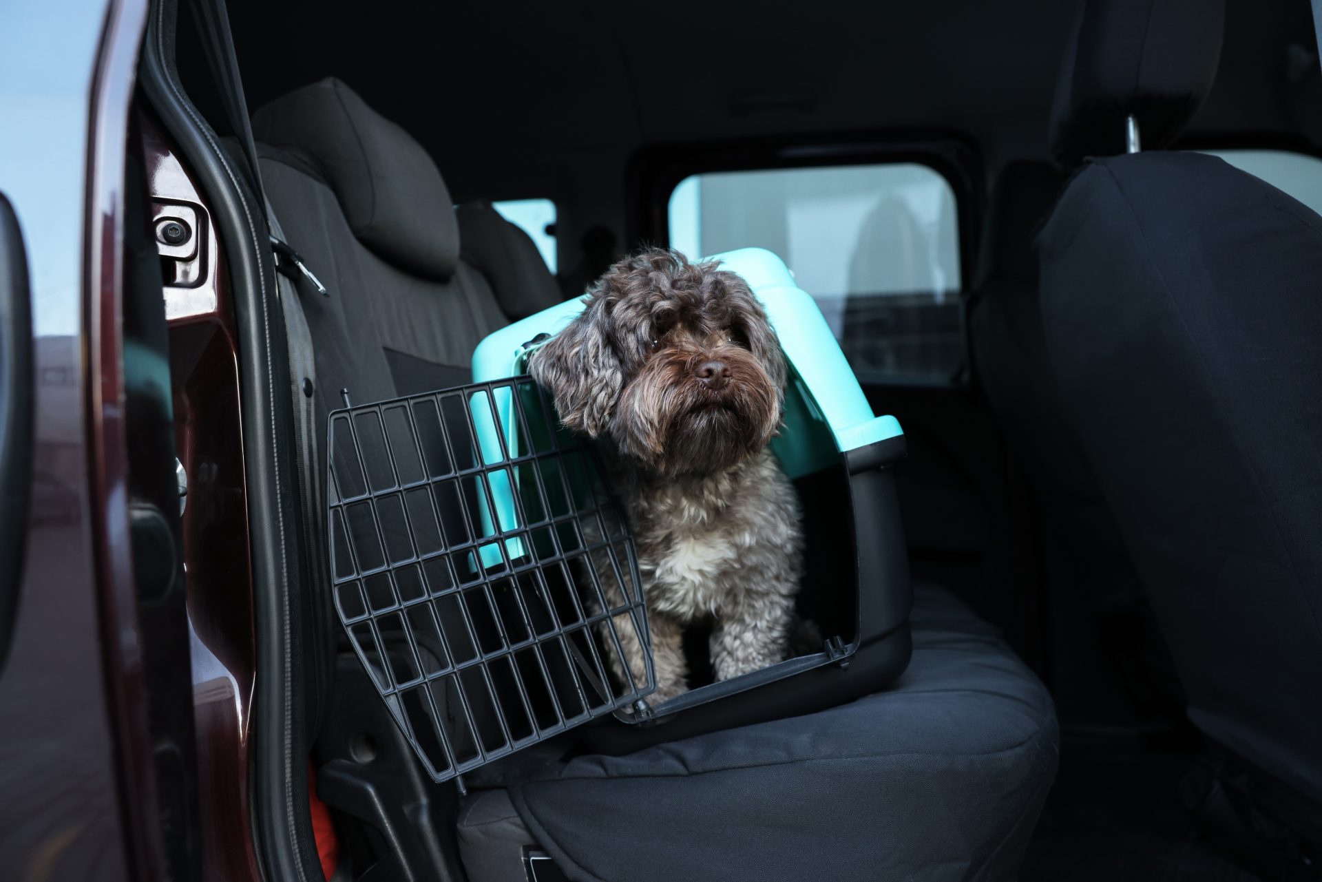 cane dentro contenitore in auto