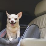 chihuahua dentro contenitore in auto