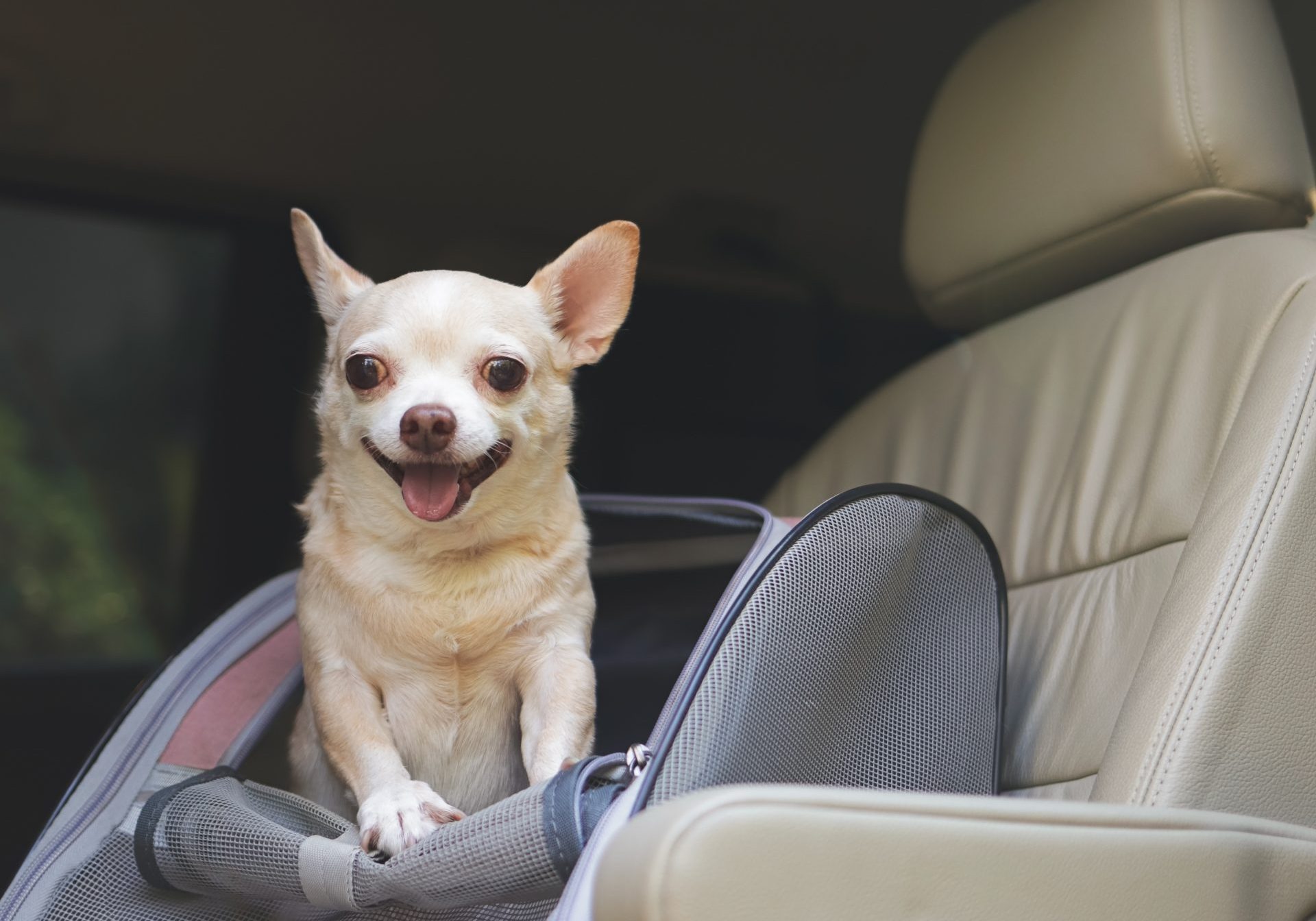 chihuahua dentro contenitore in auto