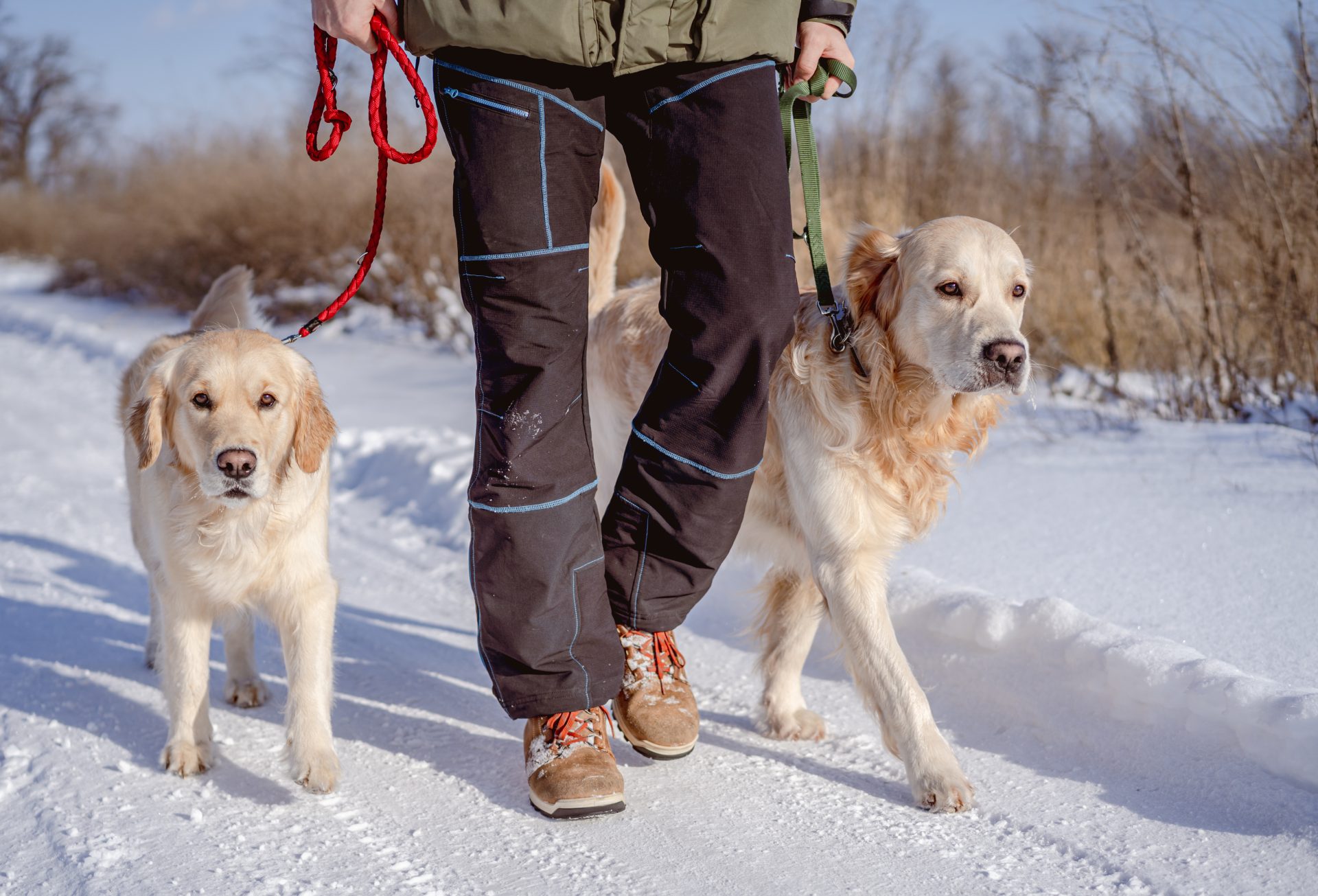 uomo passeggia sulla neve con due cani 