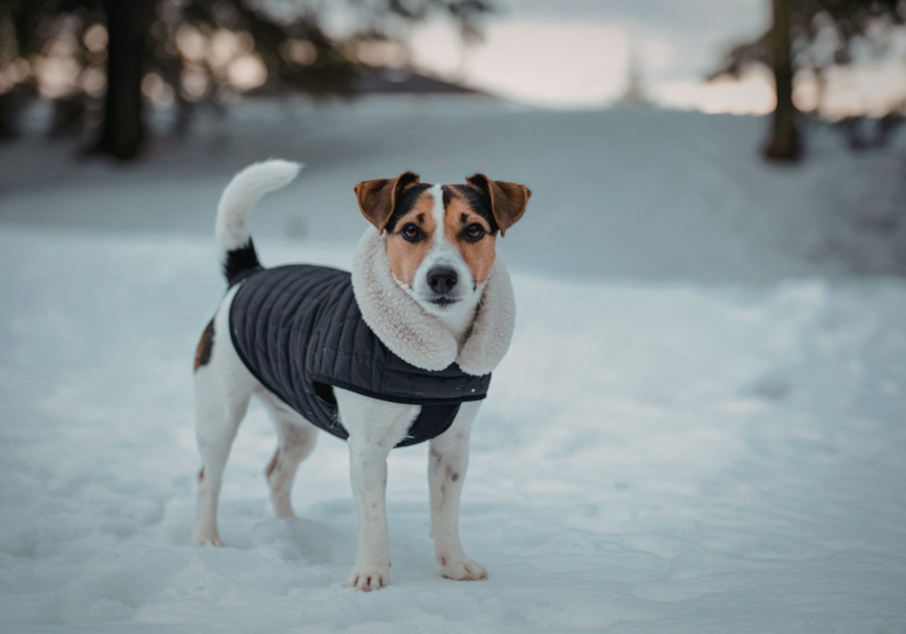 cane jack russell neve