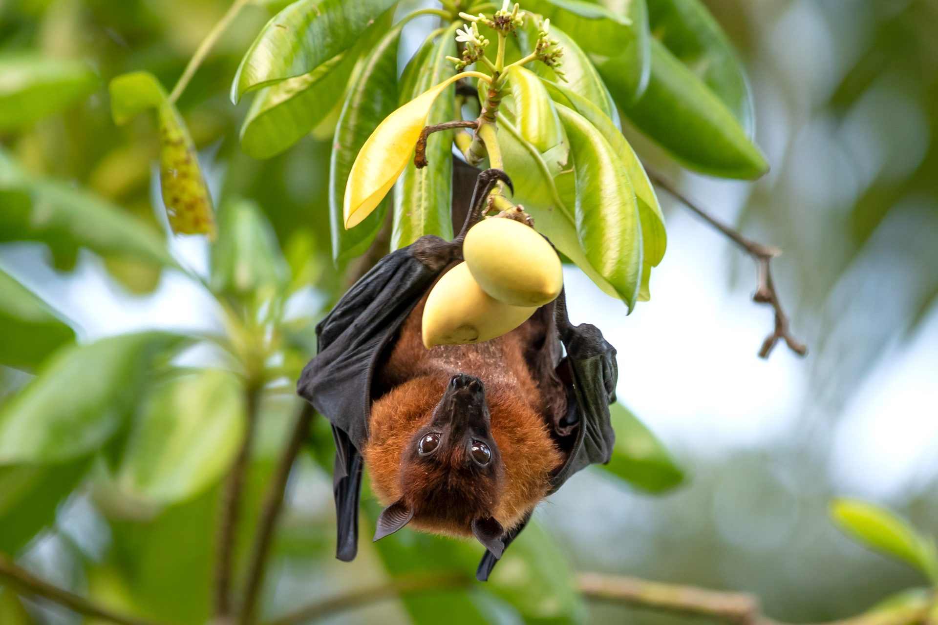 pipistrello della frutta