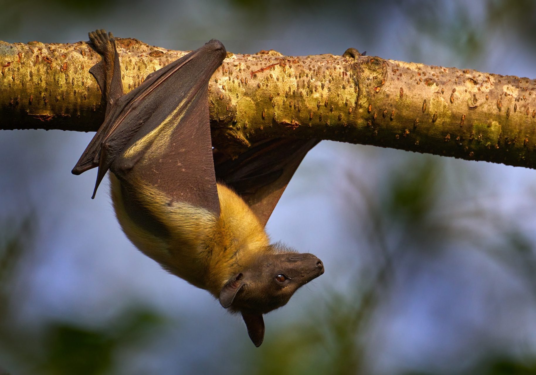 pipistrello della frutta