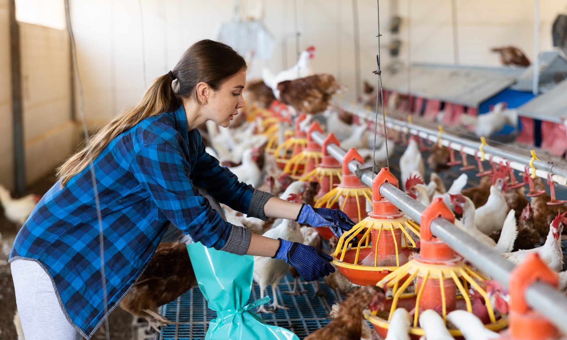 allevatrice in allevamento pollame