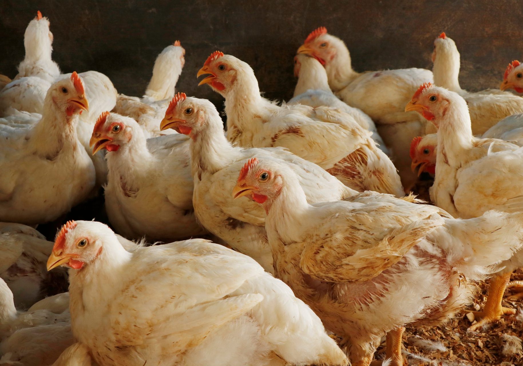 influenza-aviaria_cover pollame