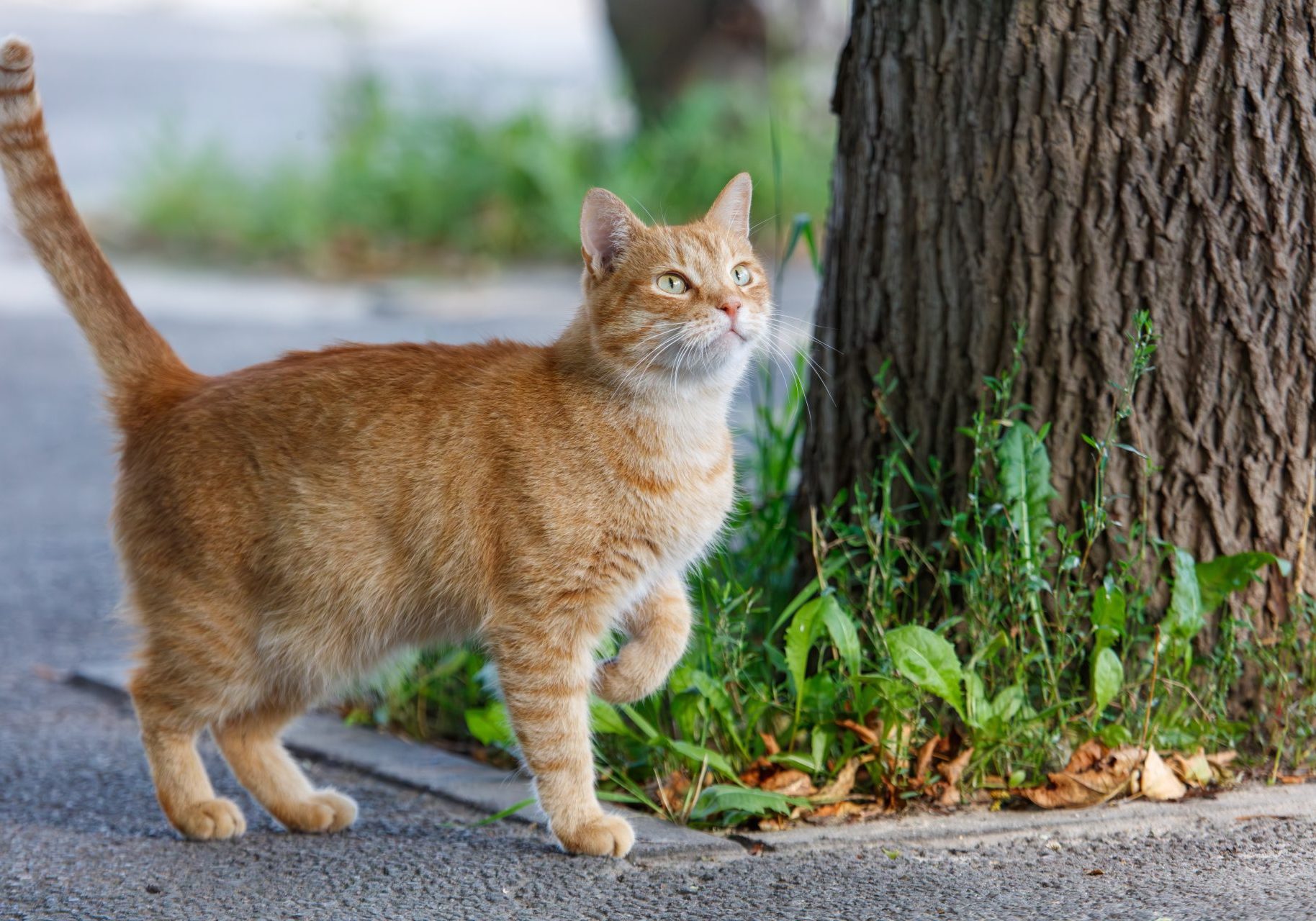 gatto rosso all'aperto