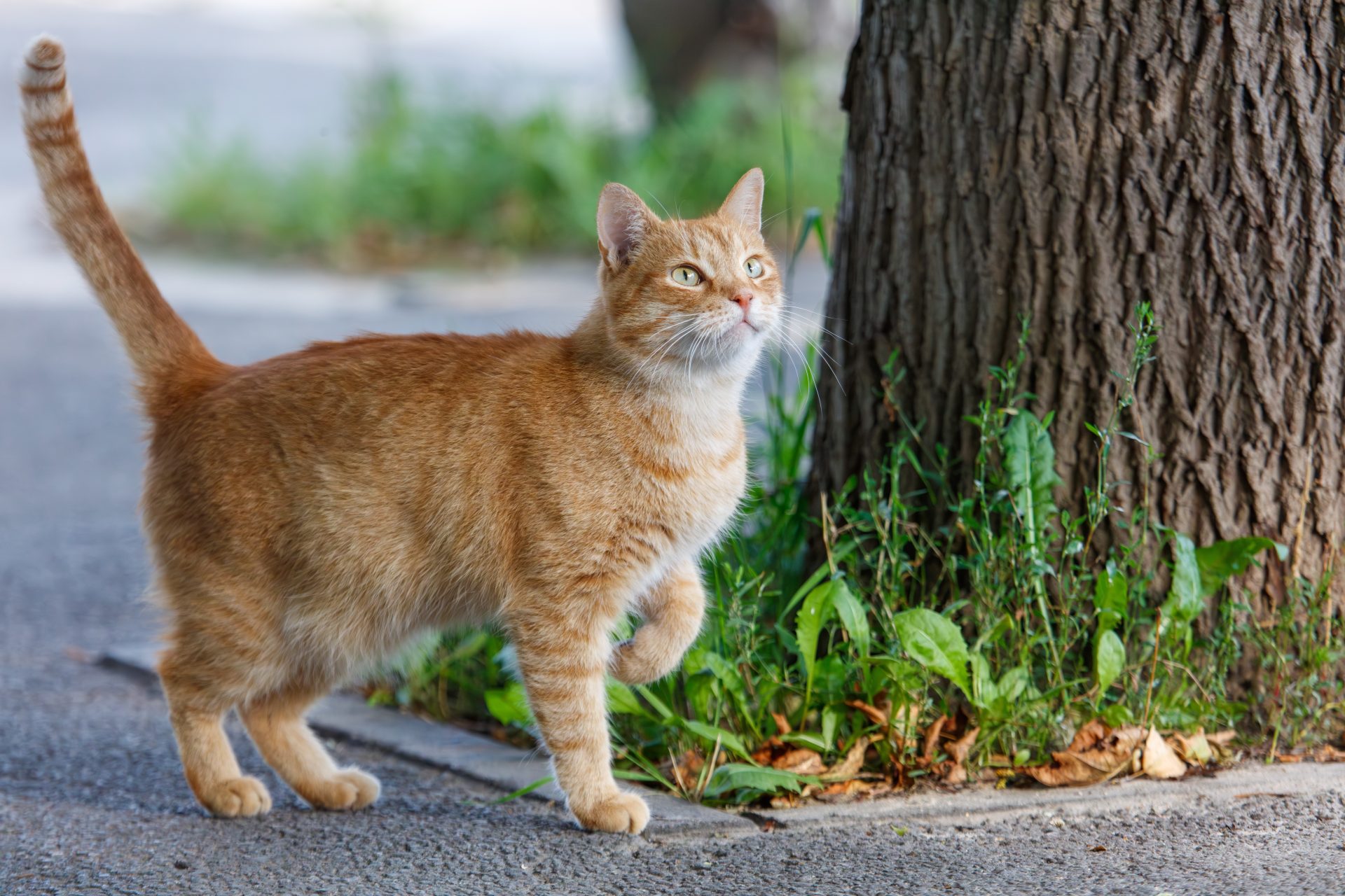gatto rosso all'aperto